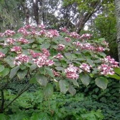 Clerodendrum Trichotomum -Eco Nest Store 1 Harlequin glorybower Clerodendrum trichotomum