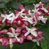 Clerodendrum Trichotomum -Eco Nest Store 1 Harlequin glorybower Clerodendrum trichotomum 002