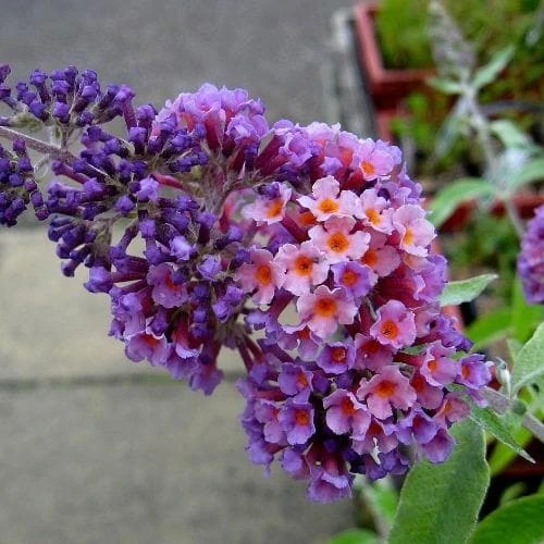 Buddleja X Weyeriana Bicolor/Flower Power 3 Buddleja X Weyeriana Bicolor/Flower Power