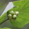 Cobnut - Corylus Avellana Segorbe