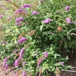 Buddleja Davidii Nanho Purple -Eco Nest Store 14674495658 5c535576f4 k