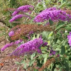 Buddleja Davidii Nanho Purple -Eco Nest Store 14860763212 d7c1c3e66d k