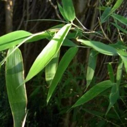 Fargesia Murielae -Eco Nest Store 1bbaf1c0 1257 46b9 8fcd 41a1ab8b717a