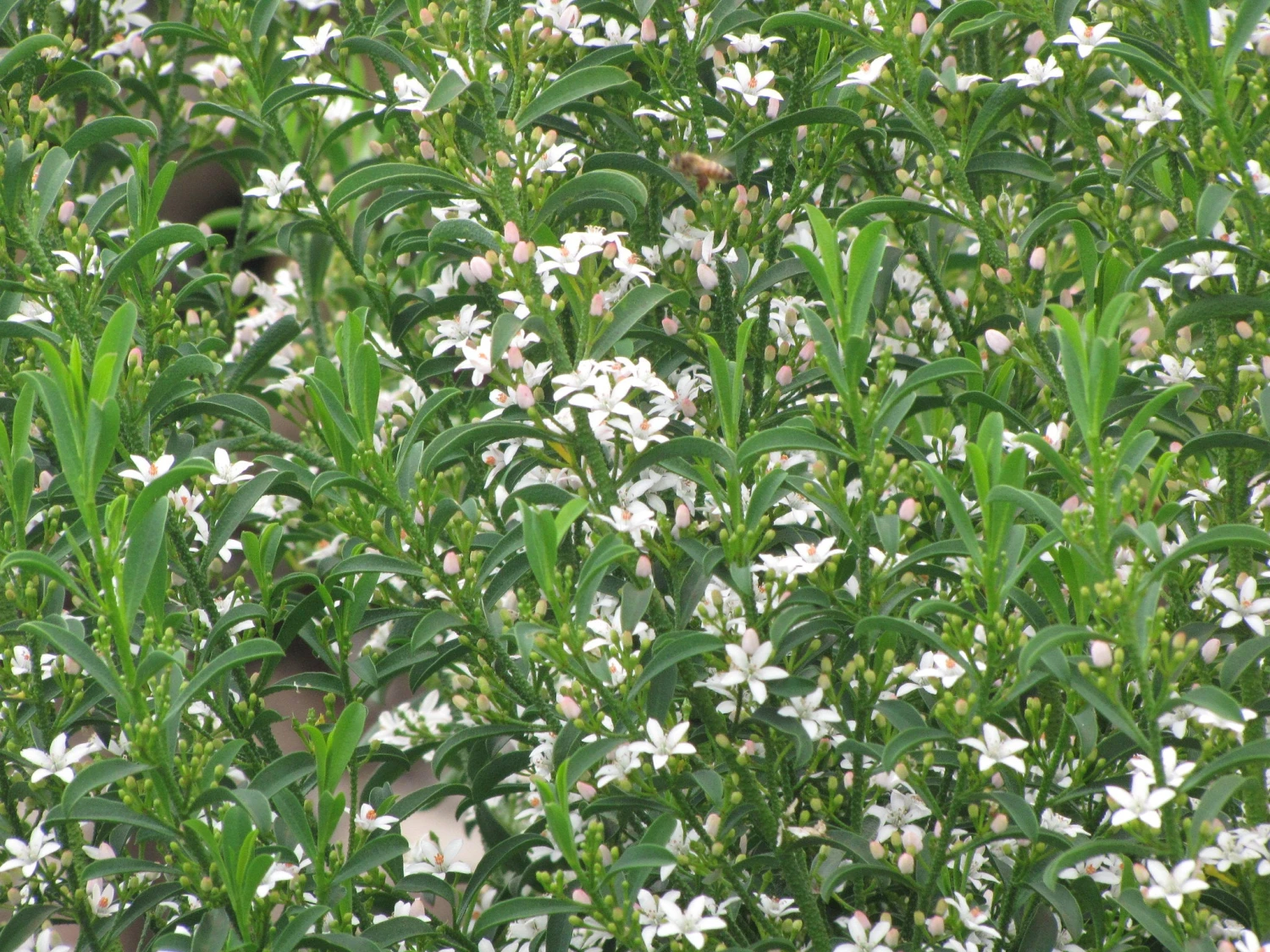 Philotheca Myoporoides 4 Philotheca Myoporoides - Image 2