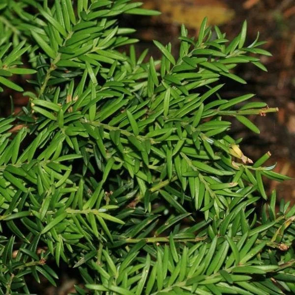 Saxegothea Conspicua - Prince Alberts Yew 3 Saxegothea Conspicua - Prince Alberts Yew