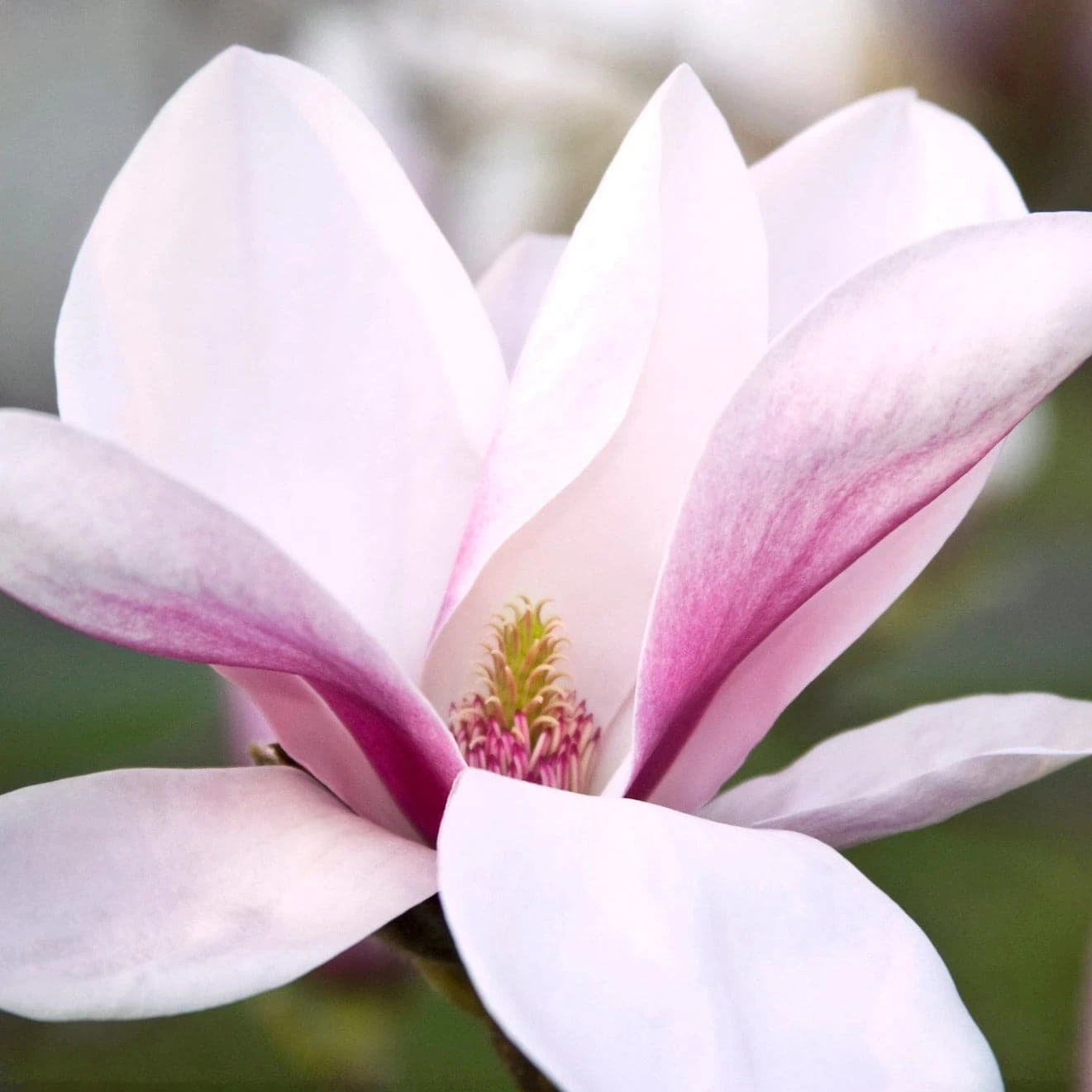 Magnolia Big Dude 3 Magnolia Big Dude