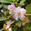 Eucryphia Lucida Pink Cloud 1 Eucryphia Lucida Pink Cloud -Eco Nest Store 4812705946 128eda937c c