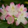 Rhododendron Lady Alice Fitzwilliam -Eco Nest Store 49670883063 594e1030ea k