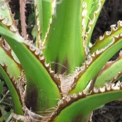 Washingtonia Robusta -Eco Nest Store 6188250e 340c 4503 b629 03d173b14aad