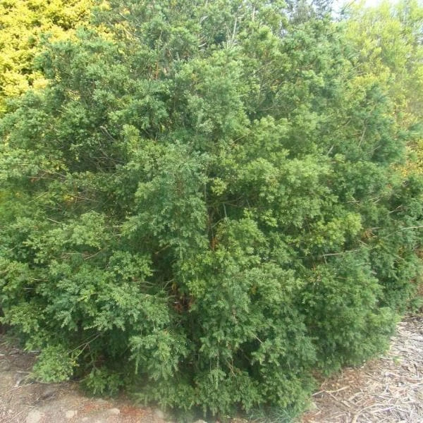 Saxegothea Conspicua - Prince Alberts Yew 4 Saxegothea Conspicua - Prince Alberts Yew - Image 2