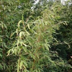 Fargesia Murielae -Eco Nest Store 7c9c2b3c 4d51 4a10 85cd 37ea96db6270