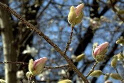 Magnolia X Loebneri Merrill -Eco Nest Store 8610638469 a7850c419a k