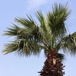 Washingtonia Robusta -Eco Nest Store 905431a6 0039 400a 8128 ee5cdf953ff4