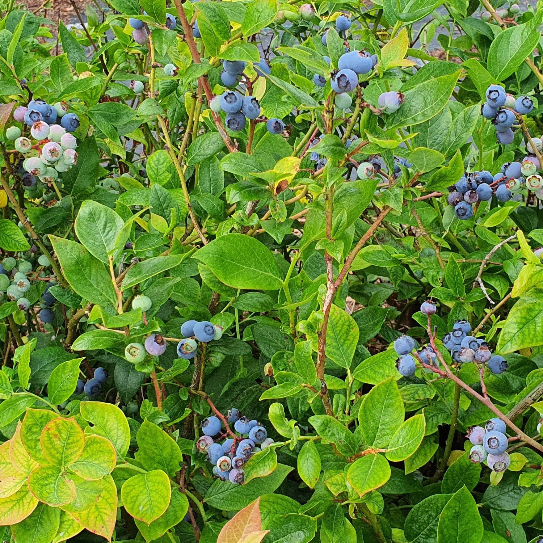 Eco Nest Store 21 Eco Nest Store -Eco Nest Store 91tBul9x ZL 1