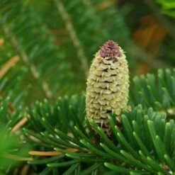 Abies Fraseri - Fraser Fir -Eco Nest Store Abies fraseri 01
