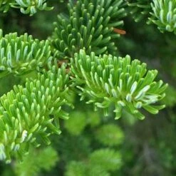 Abies Fraseri - Fraser Fir -Eco Nest Store Abies fraseri 02