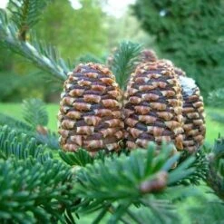 Abies Fraseri - Fraser Fir -Eco Nest Store Abies fraseri 04