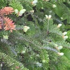 Abies Fraseri - Fraser Fir -Eco Nest Store Abies fraseri 05