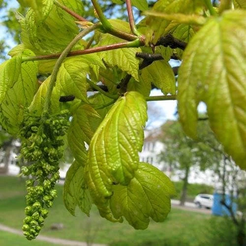Acer Pseudoplatanus Worley 4 Acer Pseudoplatanus Worley - Image 2
