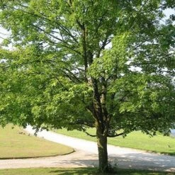 Acer Saccharum -Eco Nest Store Acer saccharum 06