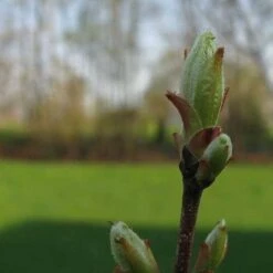 Acer Rubrum Red Sunset 10 Acer Rubrum Red Sunset -Eco Nest Store Acer Rubrum Red Sunset 02