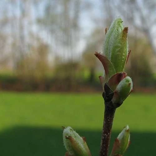 Acer Rubrum Red Sunset 6 Acer Rubrum Red Sunset - Image 4