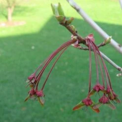 Acer Rubrum Red Sunset 11 Acer Rubrum Red Sunset -Eco Nest Store Acer Rubrum Red Sunset 03