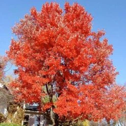 Acer Rubrum Red Sunset 9 Acer Rubrum Red Sunset -Eco Nest Store Acer Rubrum Red Sunset 04