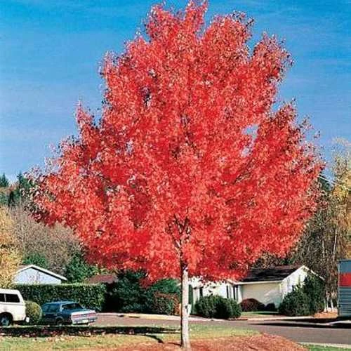 Acer Rubrum Red Sunset 4 Acer Rubrum Red Sunset - Image 2