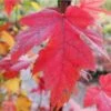 Acer X Freemanii Autumn Blaze -Eco Nest Store Acer freemani Autumn Blaze 01