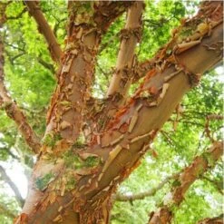 Acer Griseum - Paperbark Maple -Eco Nest Store Acer griseum 03 ff