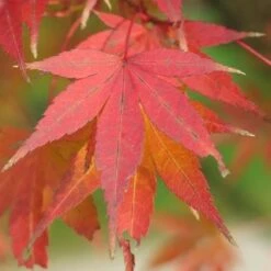 Acer Palmatum Atropurpureum -Eco Nest Store Acer palmatum Atropurpureum 04
