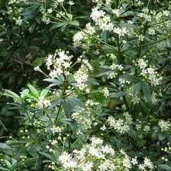 Acradenia Frankliniae -Eco Nest Store Acradenia frankliniae 02