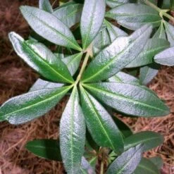 Acradenia Frankliniae -Eco Nest Store Acradenia frankliniae 03