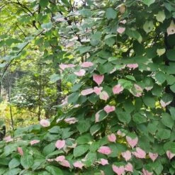 Actinidia Kolomikta -Eco Nest Store Actinidia kolomikta 03