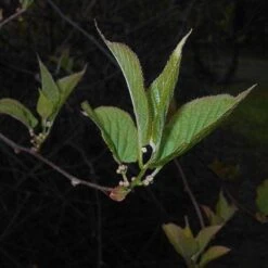 Actinidia Kolomikta -Eco Nest Store Actinidia kolomikta 06