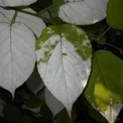 Actinidia Kolomikta -Eco Nest Store Actinidia kolomikta 07