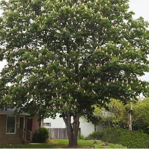 Aesculus Hippocastanum Baumannii 4 Aesculus Hippocastanum Baumannii - Image 2