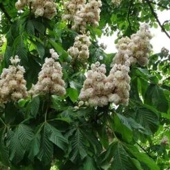 Aesculus Hippocastanum Baumannii 8 Aesculus Hippocastanum Baumannii -Eco Nest Store Aesculus hippocastanum Baumanii 04