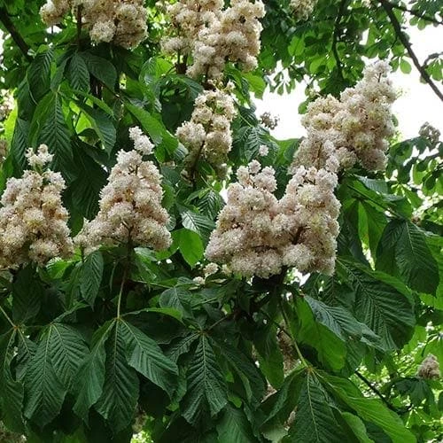 Aesculus Hippocastanum Baumannii 5 Aesculus Hippocastanum Baumannii - Image 3