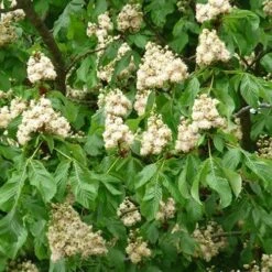 Aesculus Hippocastanum Baumannii 9 Aesculus Hippocastanum Baumannii -Eco Nest Store Aesculus hippocastanum Baumanii 05