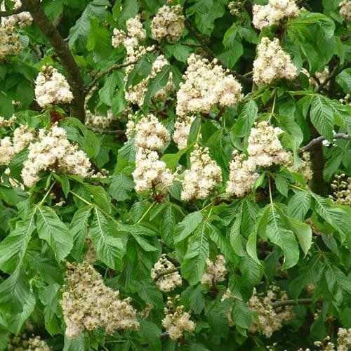 Aesculus Hippocastanum Baumannii 6 Aesculus Hippocastanum Baumannii - Image 4