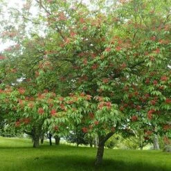 Aesculus Pavia -Eco Nest Store Aesculus pavia 01