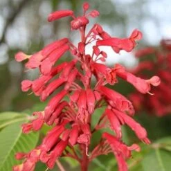 Aesculus Pavia -Eco Nest Store Aesculus pavia 05