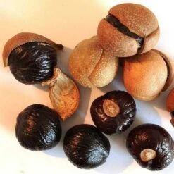 Aesculus Indica - Indian Horse Chestnut -Eco Nest Store Aesculus Indica 02