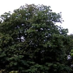 Aesculus Indica - Indian Horse Chestnut -Eco Nest Store Aesculus Indica 04