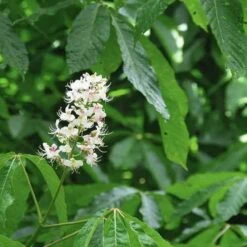 Aesculus Indica - Indian Horse Chestnut -Eco Nest Store Aesculus Indica 05
