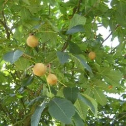 Aesculus X Carnea Briotii -Eco Nest Store Aesculus carnea Briotii 05
