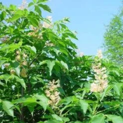 Aesculus X Arnoldiana -Eco Nest Store Aesculus x Arnoldiana 05