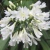 Agapanthus Arctic Star -Eco Nest Store Agapanthus Arctic Star 02